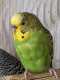 Parakeet