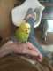 Budgerigar