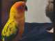 Conure