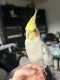 Cockatiel