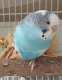 Budgerigar