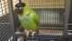 Nanday / Black-Hooded Parakeet