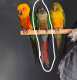 Conure