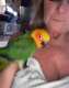 Conure