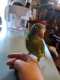 White-Winged / Canary-Winged Parakeet