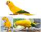 Conure