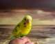 Parakeet