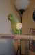 Indian Ringneck Parakeet