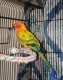 Conure