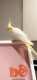 Cockatiel