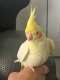 Cockatiel