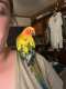 Conure