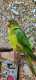 Conure