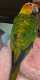 Conure