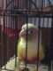 Conure