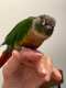 Conure