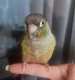 Conure