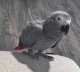 African Grey