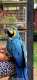 Macaw