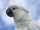 Cockatoo